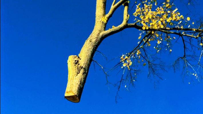 Die Baumgestalten - Baumfällung und Baumpflege, Seilklettertechnik (SKT) und Arbeitsbühne