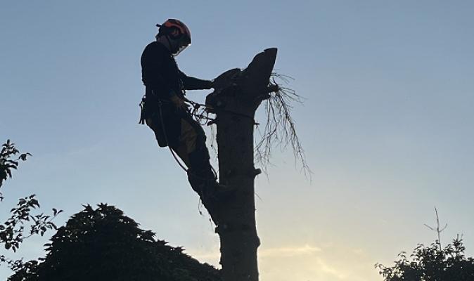 Treelancer Baumpflegefachbetrieb