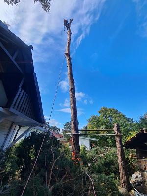 Baumservice Buchwald