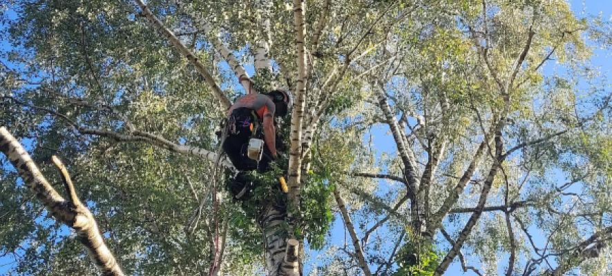 Baum- und Gartenpflege Manfred Kafo