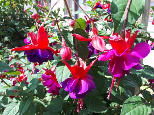 Fuchsiengärtnerei Rosi Friedl