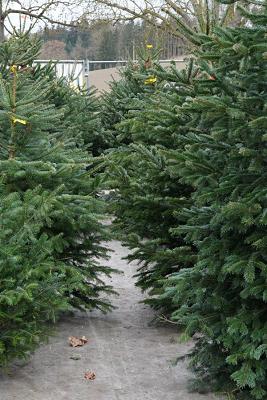 Christbaumstadl Indersdorf