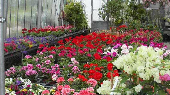 Gärtnerei u. Gartengestaltung Merkl