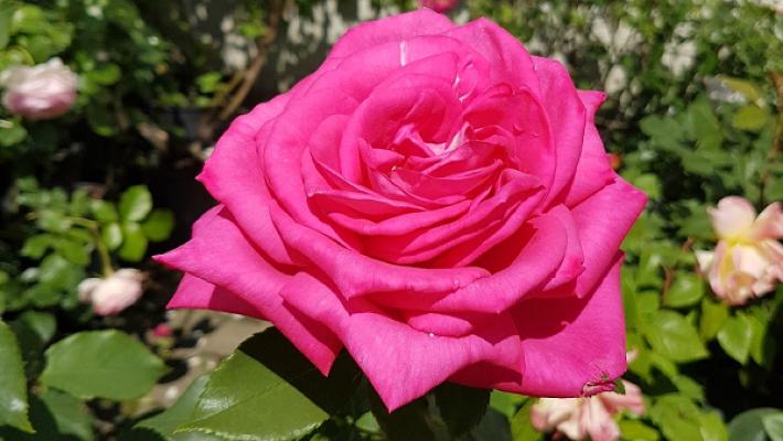 Baumschule/Gartengestaltung Hofmeier