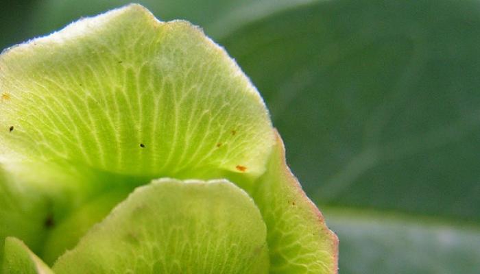 Laubwerk Gartengestaltung