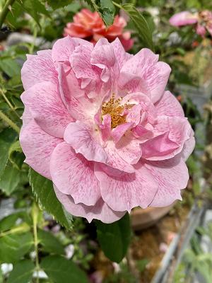 Rosen- und Gartenbaumschule Weishaupt
