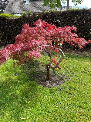 DG-Gartengestaltung