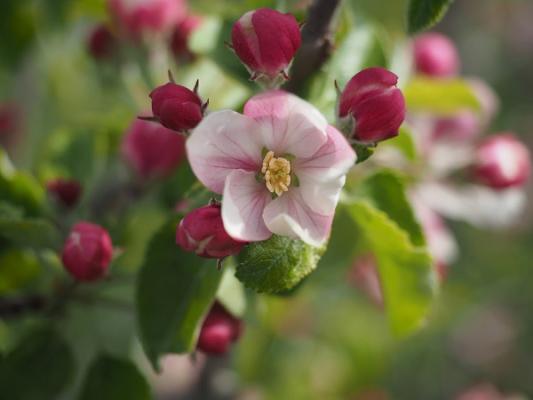 Bayerisches Obstzentrum (Bavarian Centre of Pomology and Fruit Breeding)
