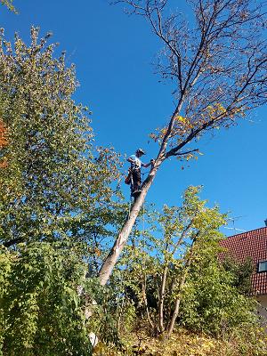 Baumfällung Baumpflege Seilklettertechnik SHD KG