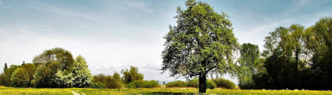 Irl Baum- und Gartenpflege