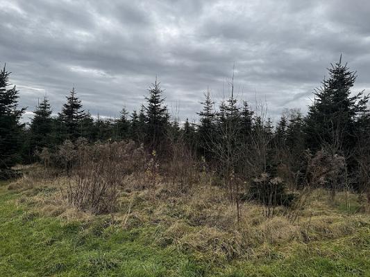 Christbaumland Beutler