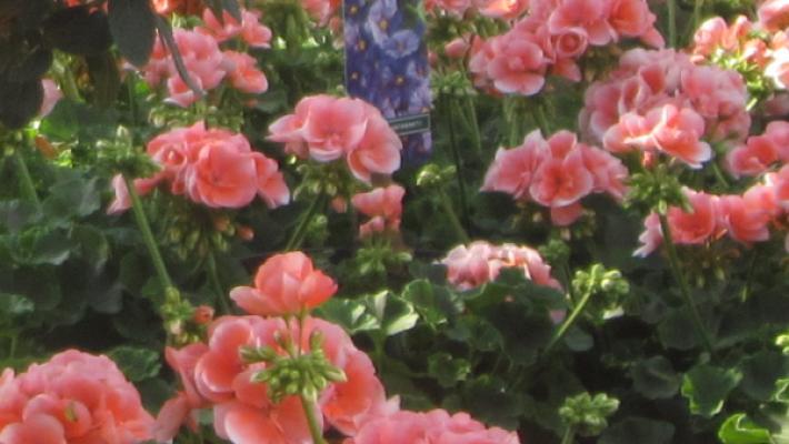 Gartencenter Ziegltrum