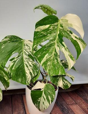 Mayerhofer Markus - Diy-Plant