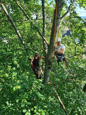 Baumpflege Ost & Rüppel Wipfelbuam