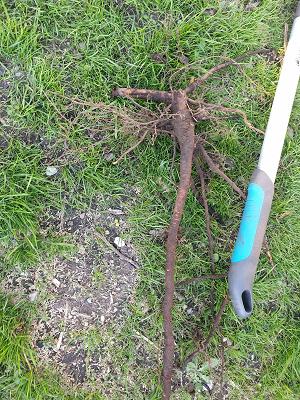 Gartenservice Knab