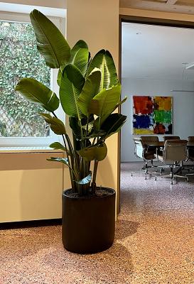 BOTANICA GmbH & Co. KG