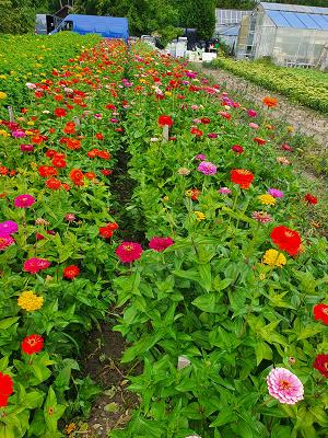 Gärtnerei Kubon-Lindinger, Friedhofsgärtner