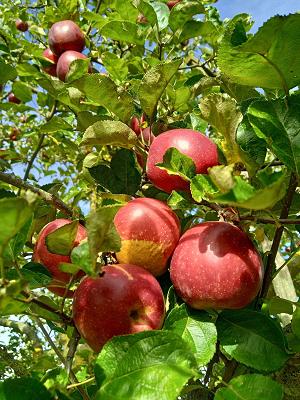 Gartenservice Andreas Brummer