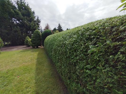 Lion´s Gartenpflege