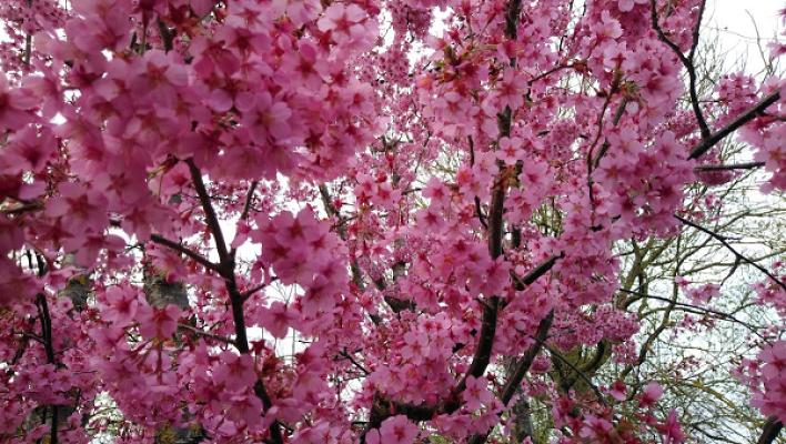 Wendelin Bauer - Baumschule, Gartengestaltung & Christbaumverkauf