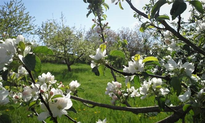Peter Mayrhofer Garten- und Freiraumgestaltung