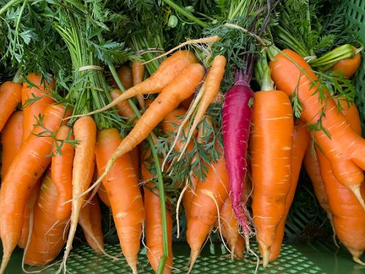 Bioland Gärtnerei Albrecht