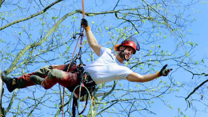 Baumdienst Vital GbR