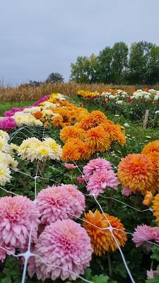 Blumen selber pflücken