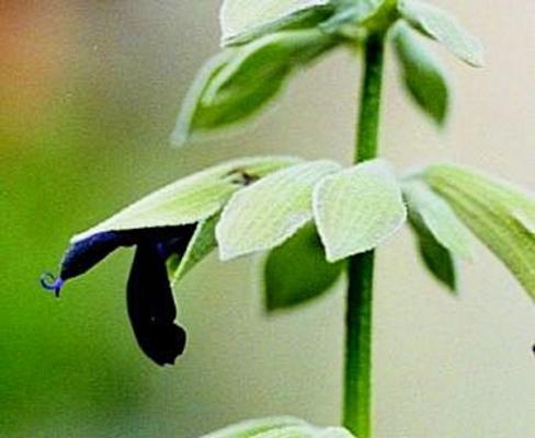 Blumenschule Heilpflanzen+Räucherwerk