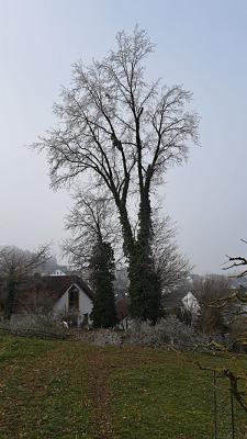 Gartenpflege Haubold