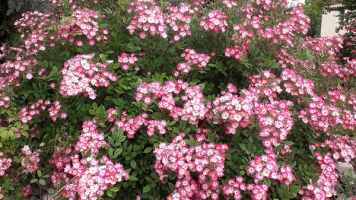 Baumschule Fissel-Gartengestaltung