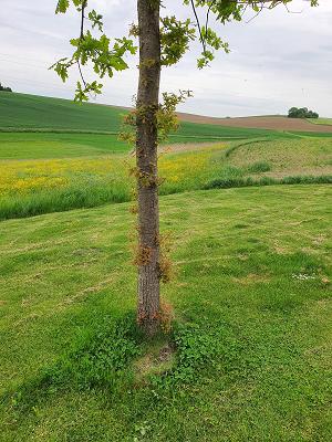 Baukus - Garten- und Landschaftsbau