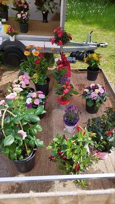 regionale Blumen & Pflanzen, Rosen, Blumensträuße SB Selbstbedienung Gärtnerei Gößwald