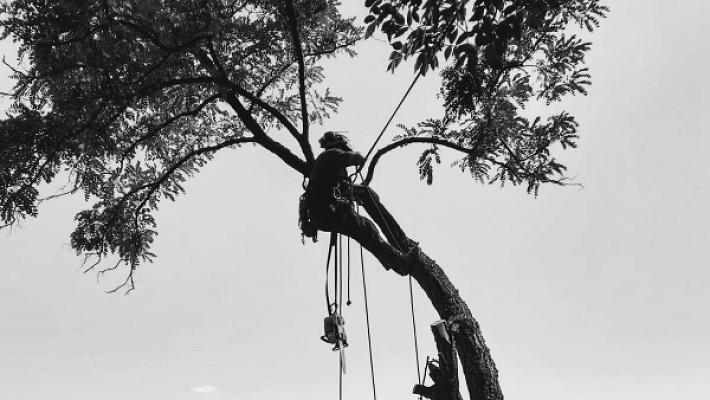 Baumsagler Bruckberg