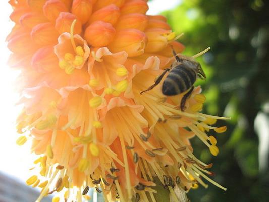 Terra Verde Gartengestaltung