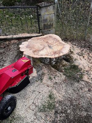 MS Dienstleistung