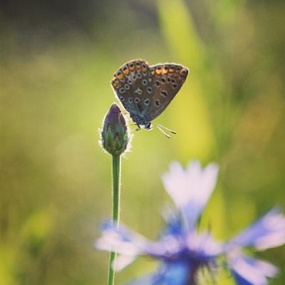 Daxauer - Naturnahe Landschaftsgestaltung