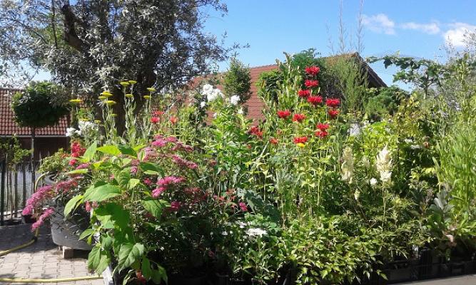 Pflanzen WEINDL - Baumschule, Gartenbau, Meisterbetrieb