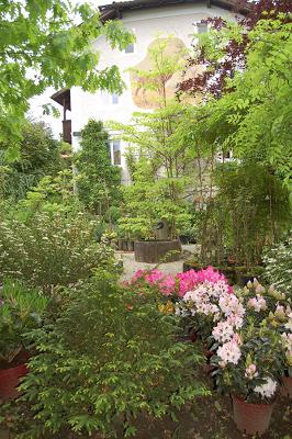Gartenpflanzen Bötsch