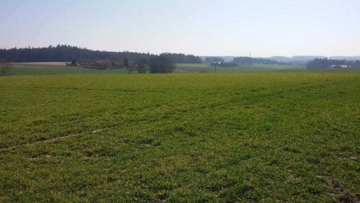 Kostrzewski