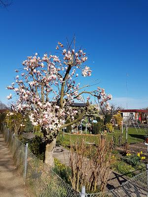 Gartensparte "Am Niemtscher Park" e.V.