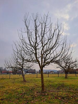 Gartenpflege vom Fachmann
