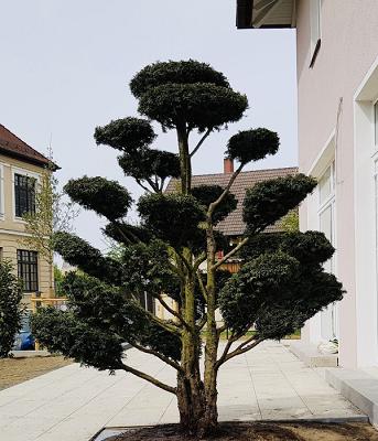 Gartengestaltung Ilir Qatani