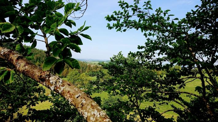 Baumpflege Dahlhausen