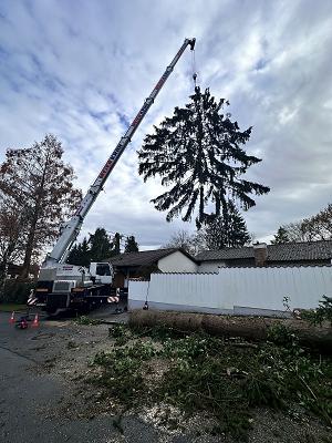 Baumarbeiten Köhler