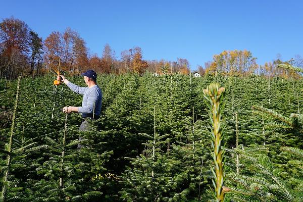 Christbäume Bauer Hauzenberg