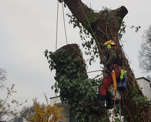 Baumschnitt, Baumfällung, Seil + Höhenarbeiten Robert Voll