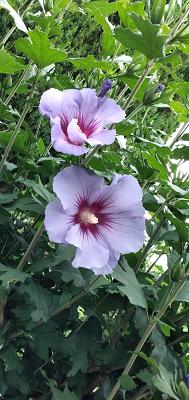 Mein Garten Öden