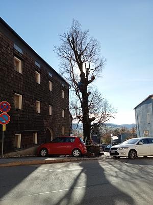 ArboristA - Baumpflege, Baumfällung, Obstbaumschnitt