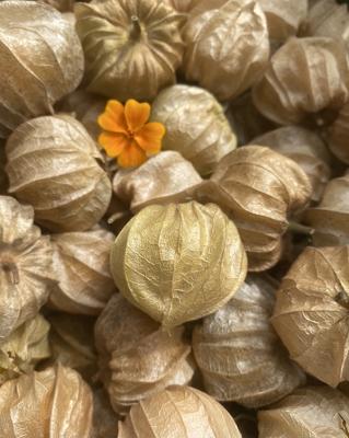 Wurzelgarten Selbsterntefeld - Bio Obst und Gemüse